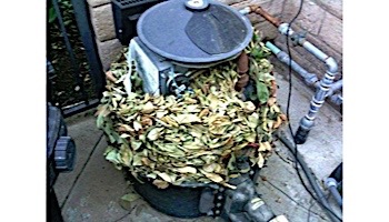 Nisus EVAC Botanical Rodent Repellent | 24 2.5oz Pouches in Pail | 50242