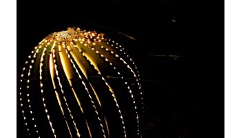 Desert Steel 9' Two-Arm Saguaro kit (3 Lights) | 003-903NA