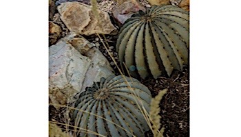 Desert Steel Artisan Collection Small Golden Barrel Cactus | 300-010V