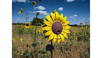 Desert Steel Sunflower Bird Feeder | 409-103