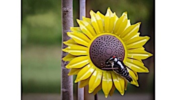 Desert Steel Sunflower Bird Feeder | 409-103