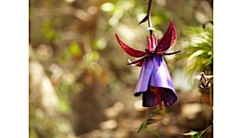 Desert Steel Fuchsia Hummingbird Feeder | 409-106
