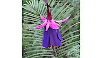 Desert Steel Fuchsia Hummingbird Feeder | 409-106