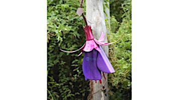 Desert Steel Fuchsia Hummingbird Feeder | 409-106