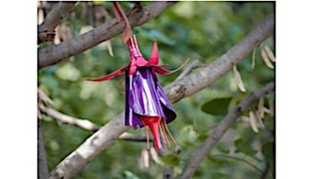 Desert Steel Fuchsia Hummingbird Feeder | 409-106