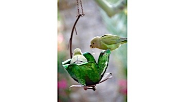 Desert Steel Tulip Tree Blossom Hanging Bird Feeder | 409-109