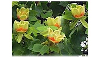 Desert Steel Tulip Tree Blossom Hanging Bird Feeder | 409-109