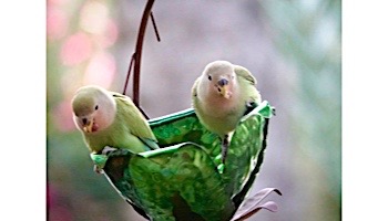 Desert Steel Tulip Tree Blossom Hanging Bird Feeder | 409-109
