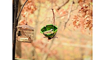 Desert Steel Tulip Tree Blossom Hanging Bird Feeder | 409-109
