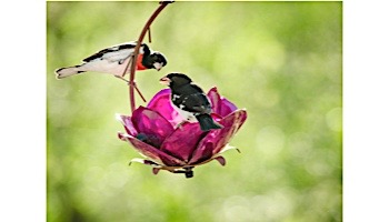 Desert Steel Crab Apple Blossom Hanging Bird Feeder | 409-108
