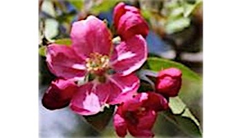 Desert Steel Crab Apple Blossom Hanging Bird Feeder | 409-108