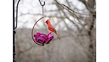 Desert Steel Crab Apple Blossom Hanging Bird Feeder | 409-108
