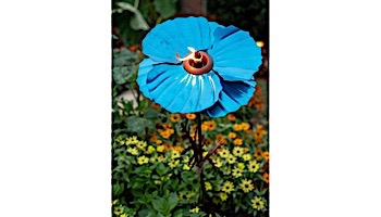 Desert Steel Himalayan Poppy Garden Torch | 409-005