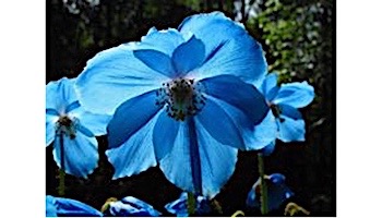 Desert Steel Himalayan Poppy Garden Torch | 409-005