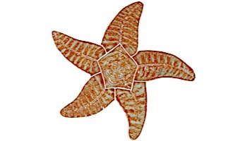 Artistry In Mosaics Starfish Mosaic | Brown - 9" | SFIBROOS