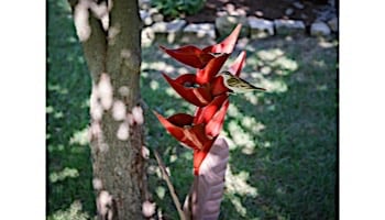 Desert Steel Heliconia Bird Feeder | 409-112