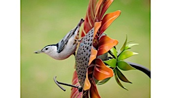 Desert Steel Velvet Queen Sunflower Bird Feeder | 409-114