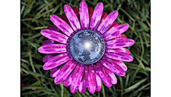 Desert Steel Daisy Solar Garden Light | Pink | 409-302