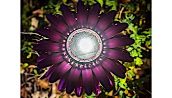 Desert Steel Daisy Solar Garden Light | Pink | 409-302