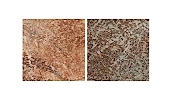 National Pool Tile Tibet Series | Multicolor 6x6 | TBMULTI