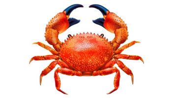 Porcelain Mosaic Crab Tile Red | 7"x5.5" | PORC-RC100-7