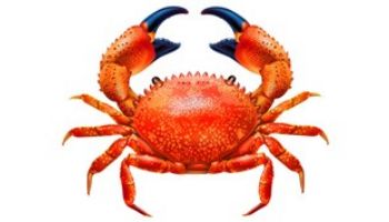 Porcelain Mosaic Crab Tile Red | 7"x5.5" | PORC-RC100-7