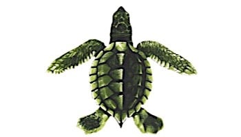 Turtle Green 5" x 5" Baby C