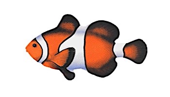 Reef Fish Clown Fish Multicolored 5" x 3"