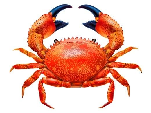 Porcelain Mosaic Crab Tile Red | 7"x5.5" | PORC-RC100-7
