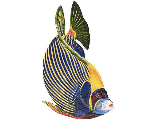Porcelain Mosaic Reef Fish | Emporer Angelfish | PORC-EF5-4