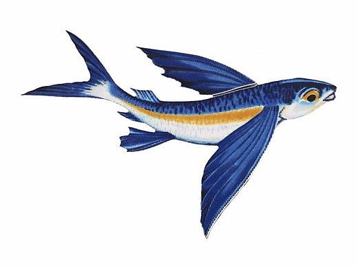 Porcelain Mosaic Flying Fish-B | 8" x 5" | PORC-FF14