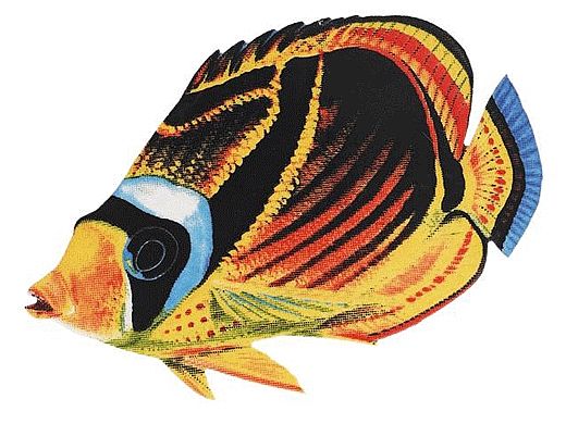 Porcelain Mosaic Reef Fish | Raccoon Butterfly | PORC-BF23-5