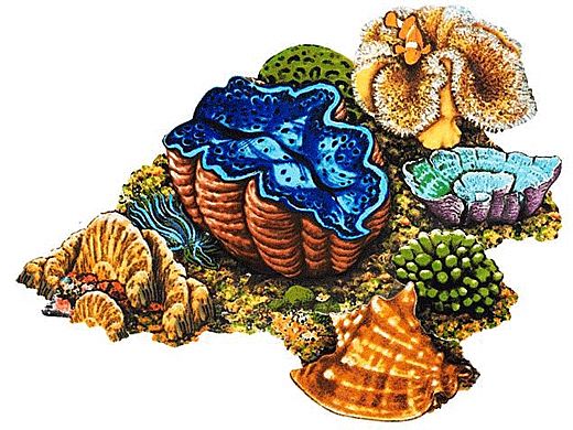 Porcelain Mosaic Coral | Reef Scene D | PORC-CR30D