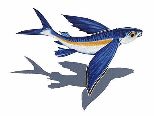 Porcelain Mosaic Flying Fish-B with Shadow | 8" x 6" | PORC-FF14/SH