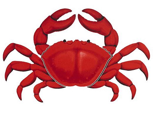Porcelain Mosaic | Red Crab | PORC-RC11-12