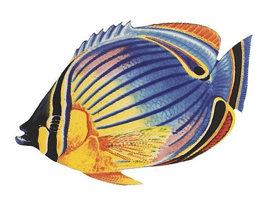 Porcelain Mosaic Reef Fish | Redfin Butterfly | PORC-RF24-5