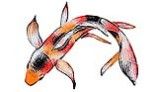 Artistry In Mosaics Koi Fish A Mosaic | 7" x 10" | KFMCOAS